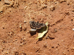 Ebrietas anacreon