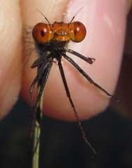Pseudagrion rufostigma