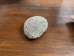 Plesiastrea versipora