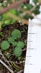 Pterostylis dolichochila