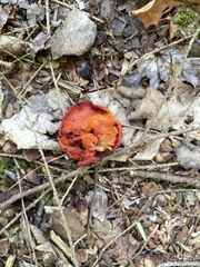 Hypomyces lactifluorum