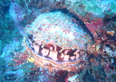 Spondylus varius