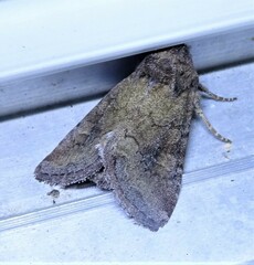 Lacinipolia meditata