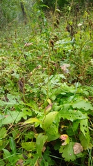 Epipactis helleborine