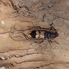 Phoracantha recurva