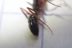 Odontomachus