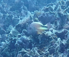 Paracirrhites forsteri