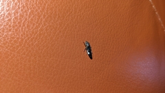 Cicadellinae