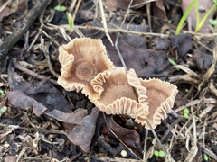Heliocybe