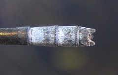 Pseudagrion rufostigma