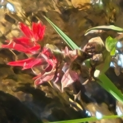 Castilleja miniata