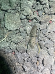 Eupithecia miserulata