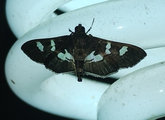 Desmia