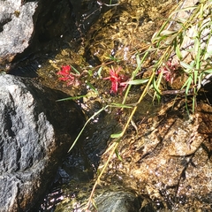 Castilleja miniata