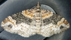 Xanthorhoe ferrugata