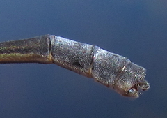 Pseudagrion rufostigma