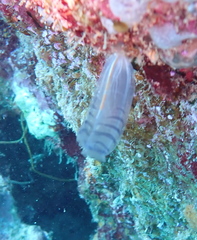 Rhopalaea circula