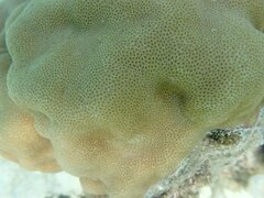 Porites