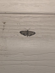 Eupithecia miserulata