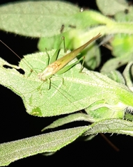 Conocephalus fasciatus