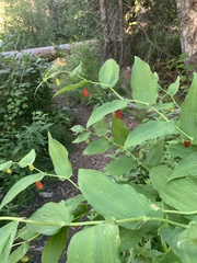 Streptopus amplexifolius