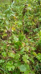 Epipactis helleborine
