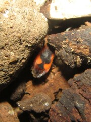 Delacampius lateralis