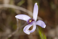 Pheladenia deformis