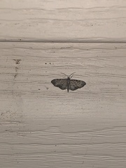 Eupithecia miserulata