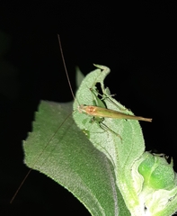 Conocephalus fasciatus