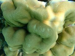 Porites