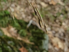 Bromus pubescens
