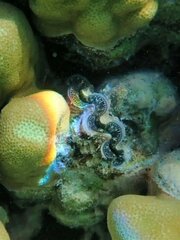 Tridacna maxima