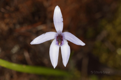 Pheladenia deformis