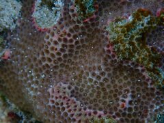 Porites
