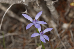 Pheladenia deformis
