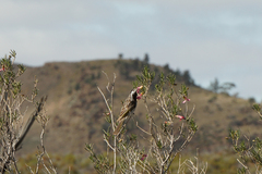 Purnella albifrons