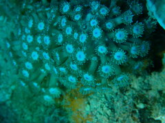 Goniopora