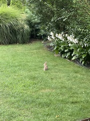 Sylvilagus floridanus