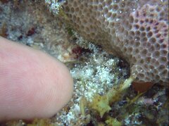 Porites