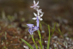 Pheladenia deformis