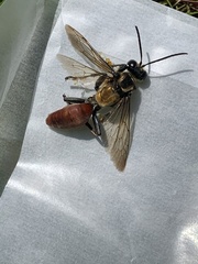 Sphex habenus