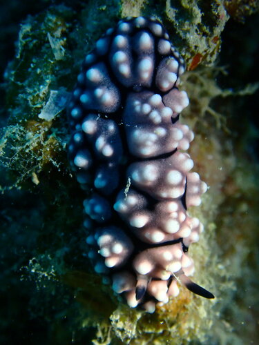 Phyllidiella cooraburrama