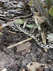 Pituophis catenifer