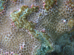 Porites