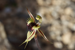 Caladenia stricta