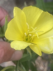 Oenothera elata hirsutissima