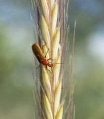Rhagonycha nigritarsis
