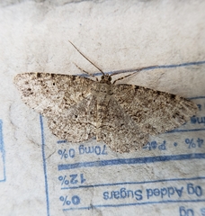 Melanolophia canadaria