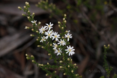 Olearia brachyphylla